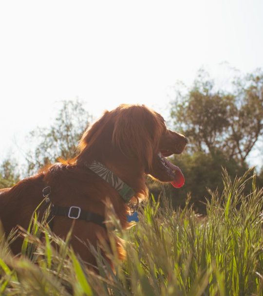 a dog is sitting in tall grass with a leash at The Cedars Apartments