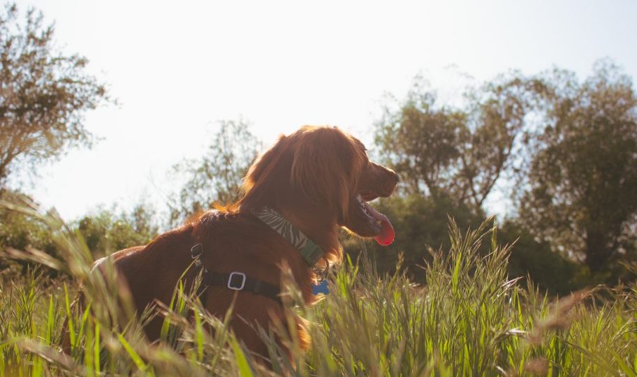 a dog is sitting in tall grass with a leash at The Cedars Apartments