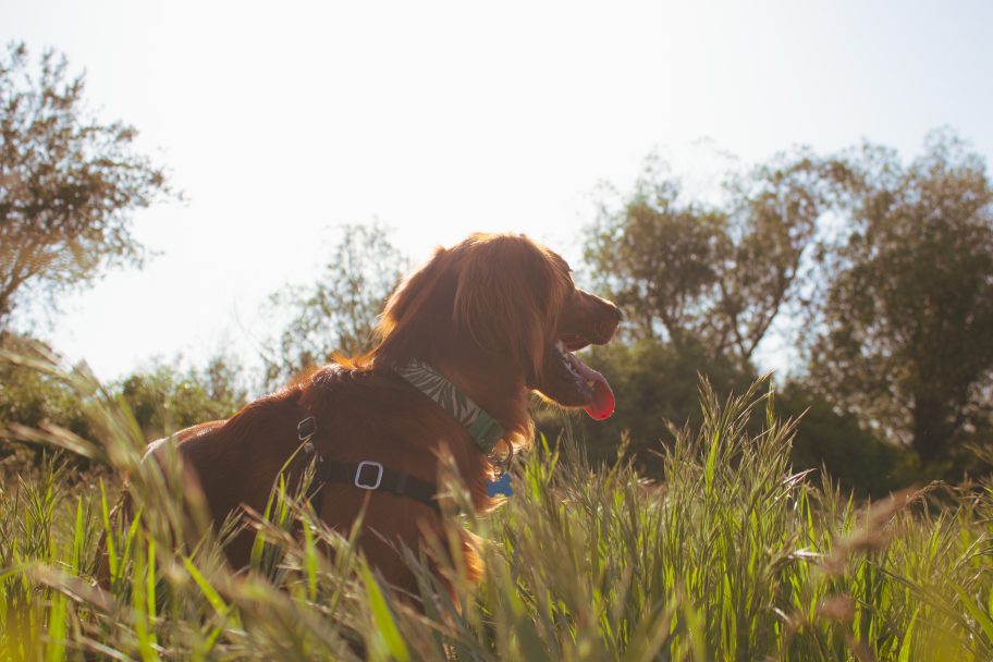 a dog is sitting in tall grass with a leash at The Cedars Apartments